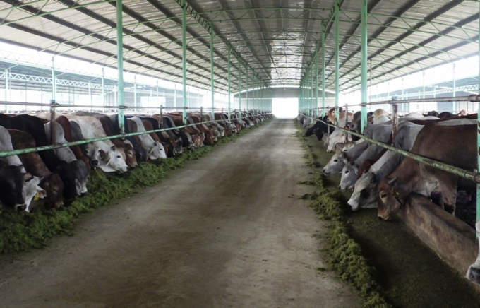 Thời điểm khởi công, dự án chăn nuôi bò của Công ty Bình Hà được kỳ vọng làm 'đầu kéo' cho phát triển kinh tế của Hà Tĩnh. Ảnh: Thanh Nga.