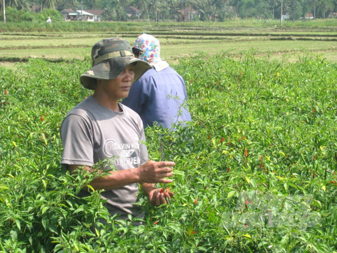 Trước Tết Nguyên đán Tân Sửu, ớt chỉ thiên tại Bình Định có giá 120.000đ/kg mà không có ớt bán, giờ chỉ còn từ 13.000đ-15.000đ/kg. Ảnh: Vũ Đình Thung.