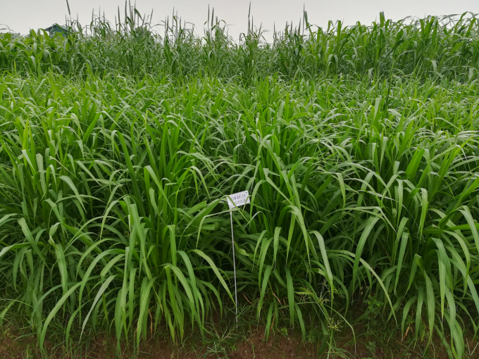 Ruộng khảo nghiệm giống cỏ Mombasa Guinea tại Viện Nghiên cứu Ngô (Đan Phượng, Hà Nội). Ảnh: Thanh Tùng