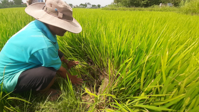Hàng trăm ha lúa ở Quảng Nam đang có nguy cơ mất trắng vì thiếu nước tưới. Ảnh: L.K.