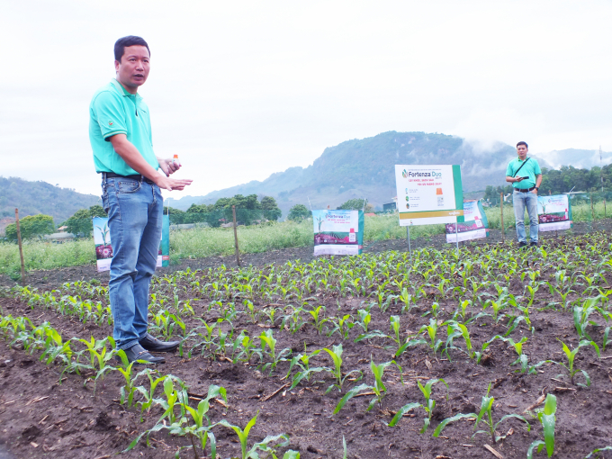 Những ruộng ngô được xử lý bằng thuốc xử lý hạt giống trừ sâu Fortenza Duo nên không hề bị sâu keo mùa thu phá hại. Ảnh: Lê Bền.