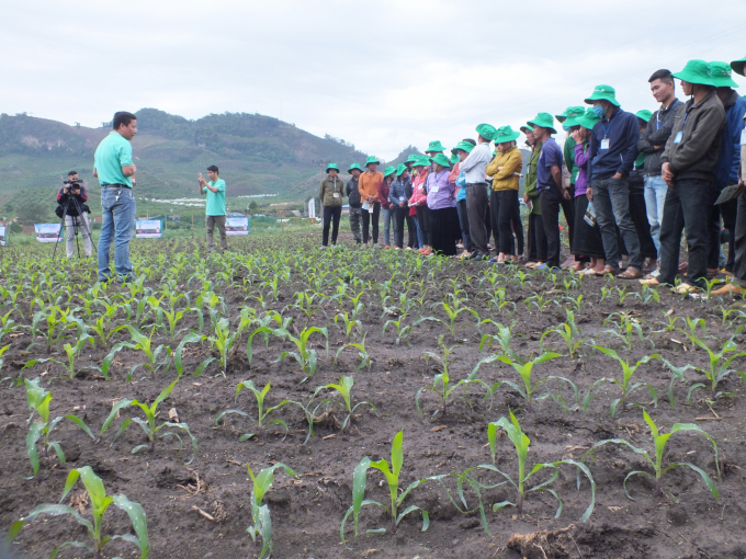 Đông đảo bà con trồng ngô tại xã Lóng Phiêng (huyện Yên Châu, Sơn La) thăm ruộng ngô được xử lý hạt giống bằng thuốc Fortenza Duo, không bị sâu keo mùa thu tấn công. Ảnh: Lê Bền.