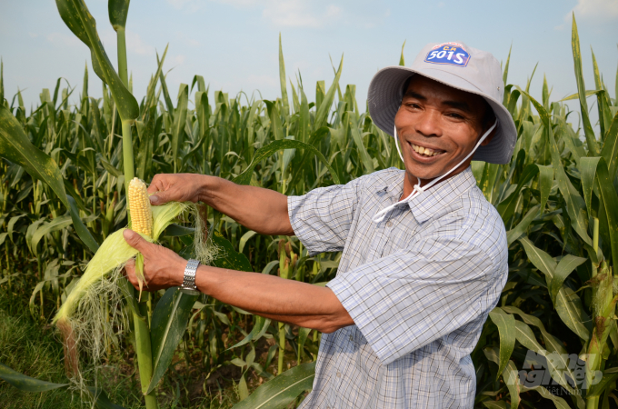 Diện tích trồng ngô ở Việt Nam những năm gần đây đang giảm mạnh, tuy nhiên ngô CNSH vẫn có sự tăng trưởng ở mức khá cao. Ảnh: Vân Đình.