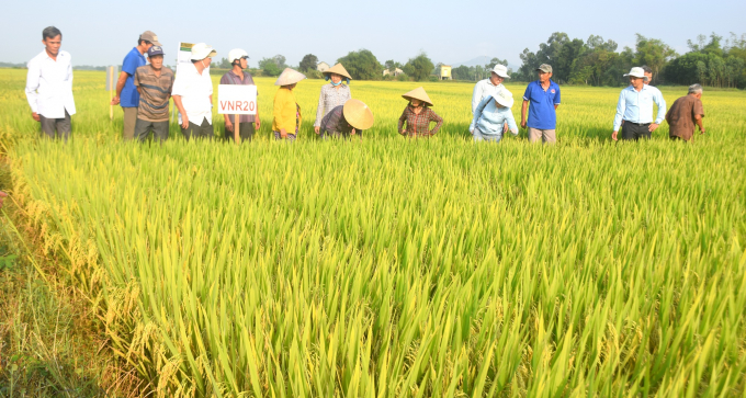 Giống lúa VNR 20, giống lúa chủ đạo sản xuất tại Bình Định trong vụ ĐX 2020-2021 hội tụ nhiều đặc tính ưu việt. Ảnh: Vũ Đình Thung.