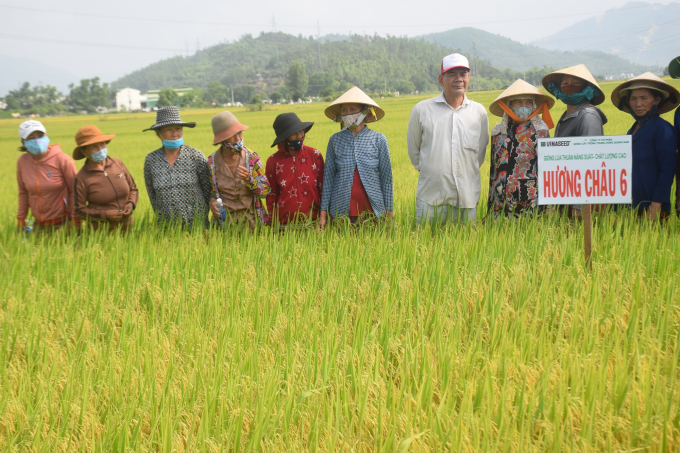 Tham quan cánh đồng sản xuất giống lúa Hương Châu 6 tại thôn Đại Tín, xã Phước Lộc (huyện Tuy Phước, Bình Định). Ảnh: Vũ Đình Thung.