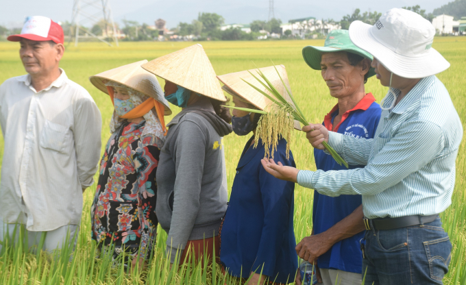 Giống lúa Bắc Hương 9 của Tập đoàn VinaSeed Group cây to khỏe và chống chịu được bệnh đốm nâu. Ảnh: Vũ Đình Thung.