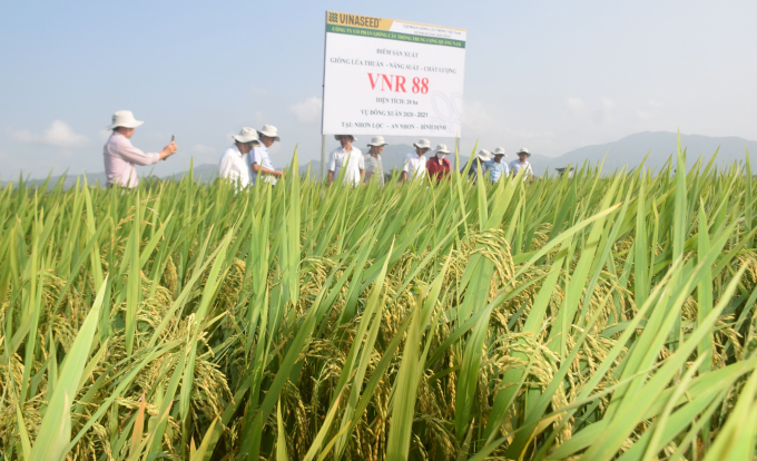 Tham quan cánh đồng sản xuất giống lúa VNR 88 của Tập đoàn VinaSeed Group sản xuất tại Thị xã An Nhơn (Bình Định). Ảnh: Vũ Đình Thung.