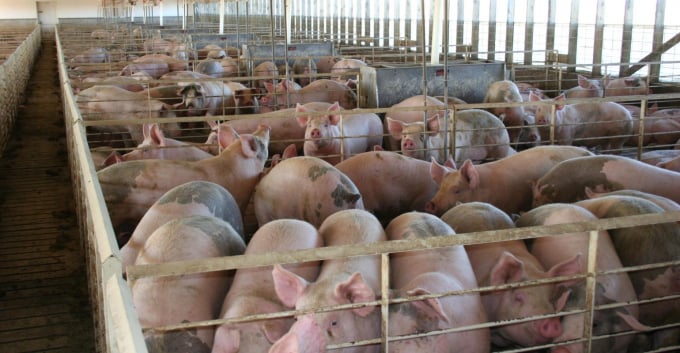 Nhu cầu thịt lợn sẽ tiếp tục tăng lên tại nhiều quốc gia do nguồn cung hạn chế, ít nhất là cho đến hết năm 2021. Ảnh: The Pigsite 