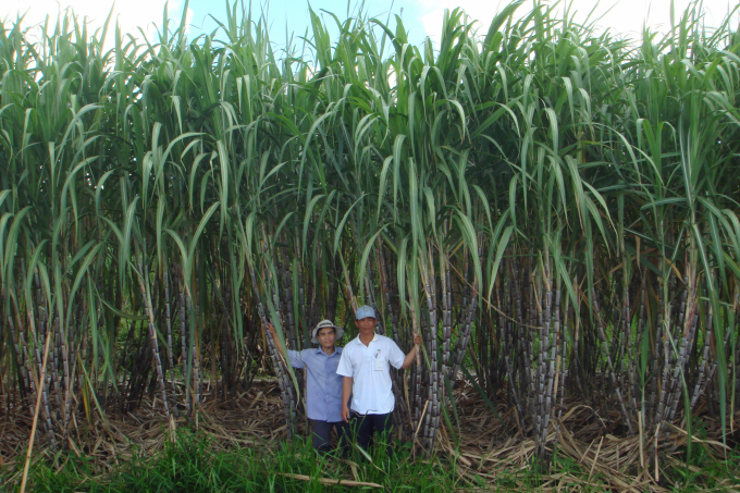 Sugar mills have increased their purchasing price for sugarcane at the end of the 2020-21 crop after the CBPG and CTC taxes were temporarily imposed on Thai sugar. Photo: VSSA.
