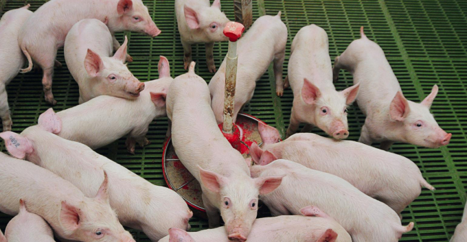 Dịch bệnh chưa được kiểm soát cùng với giá thức ăn chăn nuôi tăng mạnh khiến cho nỗ lực tái đàn lợn càng thêm khó khăn. Ảnh: The Pigsite