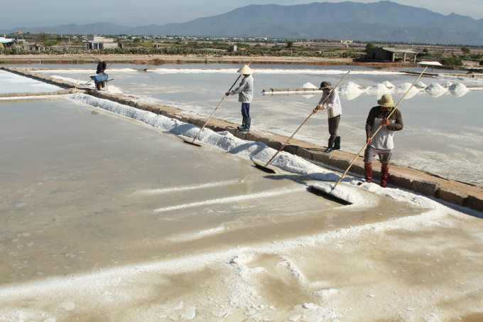 Ninh Thuận là địa phương có diện tích và sản lượng muối lớn nhất nước. Ảnh: Mai Phương.