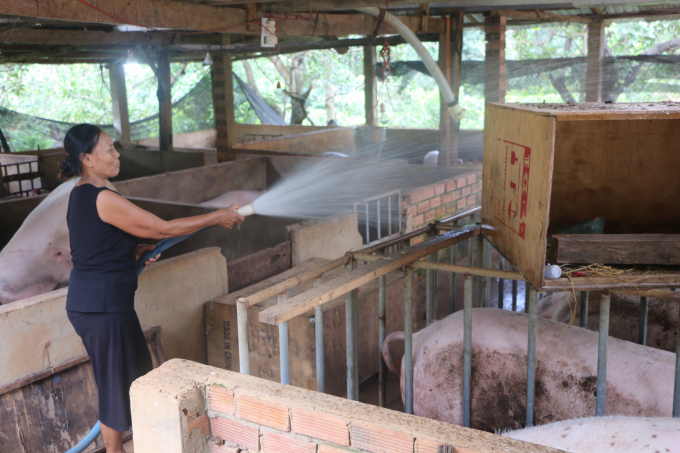 Nhờ có điện, người dân ấp 5, xã Thanh Hoà mới dám đầu tư một chuồng nuôi heo quy mô. Ảnh: Phúc Lập. 