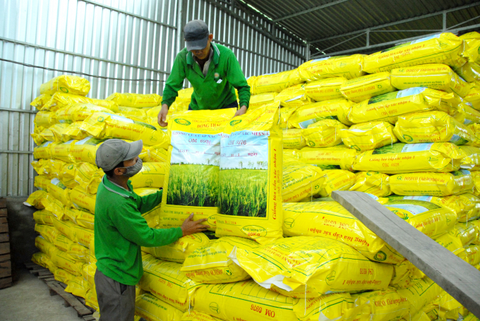 Thị trường lúa giống ở ĐBSCL đang rất sôi động khi nông dân bắt tay vào sản xuất lúa hè thu chính vụ. Ảnh: Hoàng Vũ.