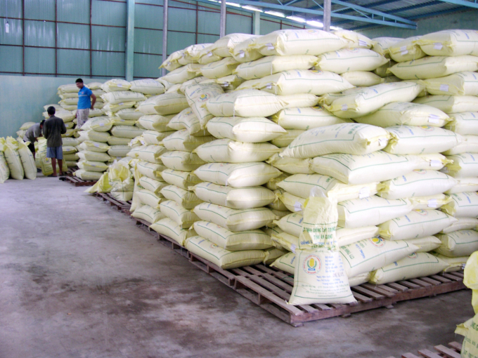 Để đáp ứng nhu cầu lúa giống ngày càng tăng của bà con nông dân, các đơn vị đã chủ động hàng ngàn tấn lúa sẵn sang cung ứng ra thị trường. Ảnh: Hoàng Vũ.