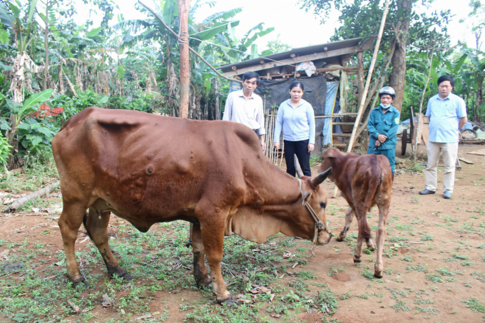 Dịch bệnh viêm da nổi cục trên đàn gia súc ở Quảng Trị có dấu hiệu lây lan nhanh. Ảnh: CĐ.