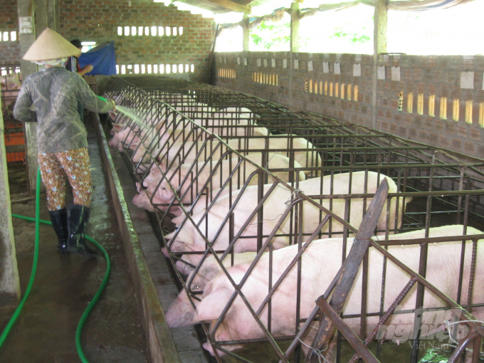 Hiện ở Bình Định đã có 800 cơ sở chăn nuôi được chọn triển khai thử nghiệm phần mềm quản lý đàn vật nuôi và dịch bệnh bằng công nghệ Blockchain. Ảnh: Vũ Đình Thung.