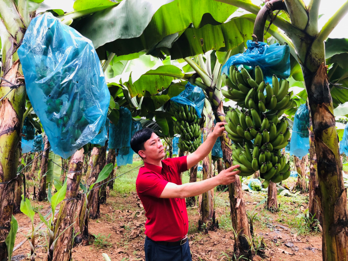 Anh Nguyễn Hồng Đăng bước đầu bén duyên với cây chuối và đang mong muốn mở rộng cây trồng này lên quy mô lớn, sản xuất chuyên môn hóa cao. Ảnh: Thanh Hằng.