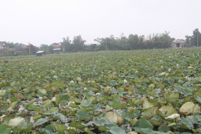 Nhiều mô hình trồng sen ở Huế đang mang lại hiệu quả kinh tế cao. Ảnh: Tiến Thành.