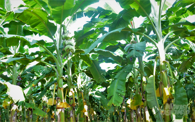 Ngành NN-PTNT tỉnh Tuyên Quang khuyến cáo các địa phương cần xây dựng mô hình sản xuất, thâm canh, gắn với cấp mã số vùng trồng với cây chuối tây. Ảnh: Đào Thanh.