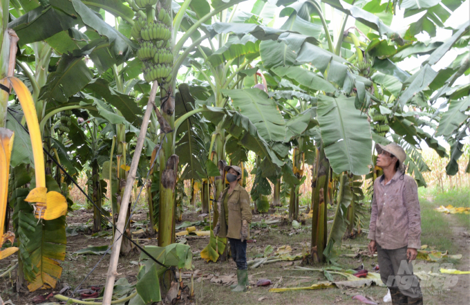 Cây chuối tây đang được nhiều hộ dân ở Tuyên Quang lựa chọn trồng để phát triển kinh tế. Ảnh: Đào Thanh.