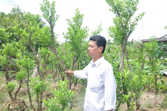Nhà vườn tuyển chọn cây có múi ở huyện Chợ Lách, Bến Tre. Ảnh: HĐ