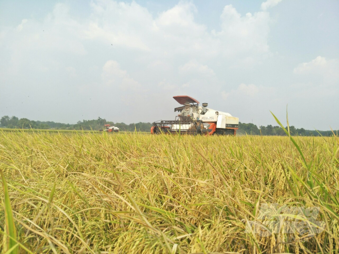 Cơ cấu các nhóm giống lúa chất lượng tăng mạnh đã giúp nâng cao giá trị cho ngành lúa gạo ở ĐBSCL những năm qua. Ảnh: LVH.