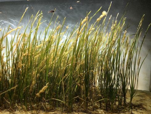 Mô hình thử nghiệm trồng rong biển lấy hạt ở đầm lầy nhiễm mặn Cadiz được giới khoa học môi trường đánh giá rất cao. Ảnh: Aponiente