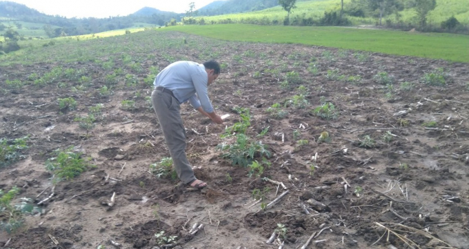 Tỉnh Phú Yên khuyến cáo nông dân không sử dụng giống sắn bị nhiễm bệnh khảm lá để trồng. Ảnh: MH.