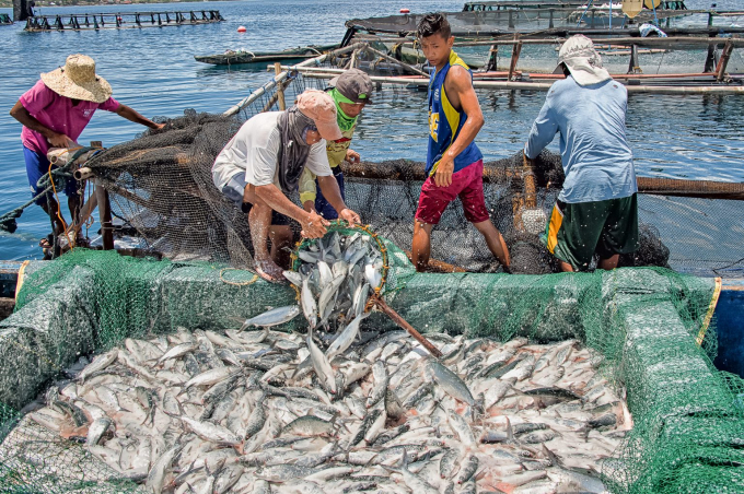 Khai thác thủy sản ở thành phố Quezon.