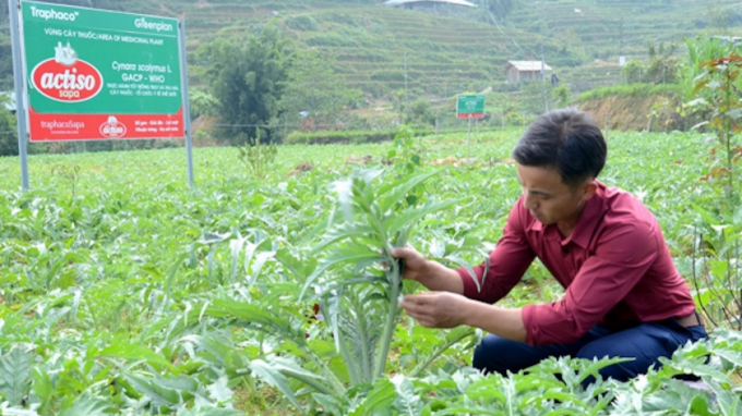 Cây dược liệu atisô trồng tại Lào Cai. Ảnh: Lưu Hòa.