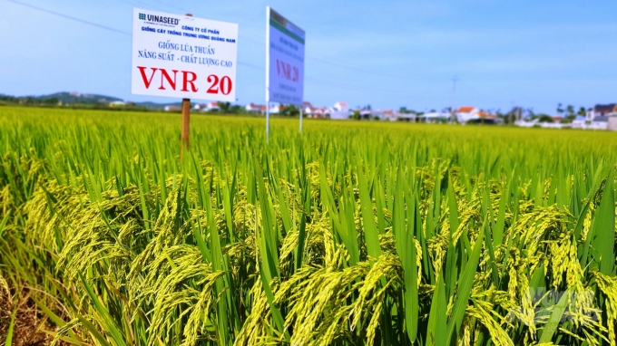 Giống lúa VNR 20 trĩu hạt ở Quảng Ngãi, dự kiến năng suất lên đến hơn 80 tạ/ha. Ảnh: L.K.