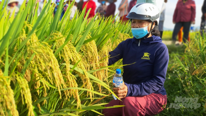 Lúa Thiên ưu 8 đang được nhiều nông dân ở Quảng Ngãi lựa chọn để canh tác. Ảnh: L.K.