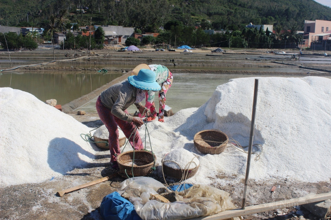 Trong thời gian tới, Khánh Hòa quyết tâm phát triển ngành muối theo hướng bền vững để nâng cao năng suất, chất lượng và đa dạng hóa sản phẩm nhằm hướng tới xuất khẩu. Ảnh: Vũ Đình Thung.