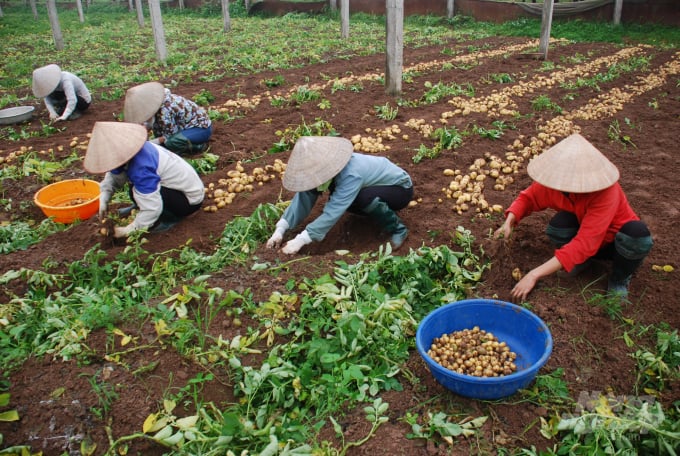 Thu hoạch khoai tây giống ở Hương Ngải. Ảnh: NNVN.