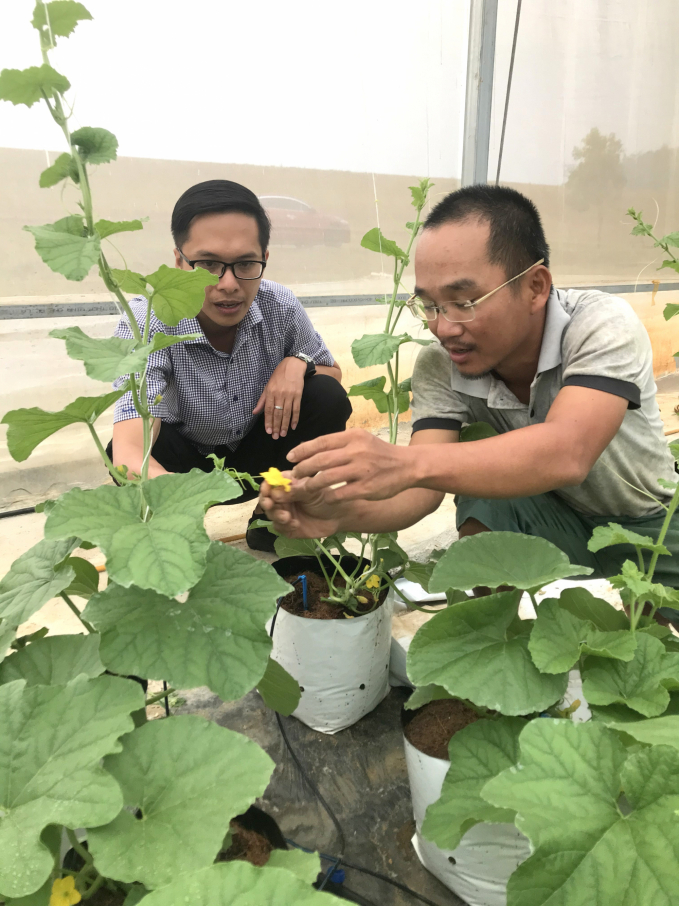 HTX Công nghệ cao La’sfarm là một trong những đơn vị đầu tiên ở Bình Định áp dụng sản xuất rau theo công nghệ cao. Ảnh: Vũ Đình Thung. 