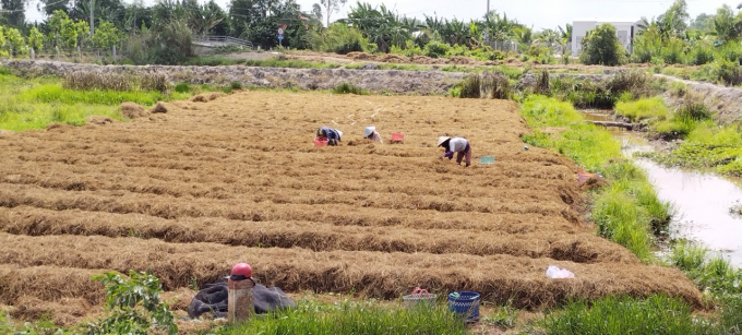 Người dân tranh thủ tận dụng các diện tích đất bỏ hoang để trồng nấm, cho thu nhập khá tốt. Ảnh: Thanh Nghĩa. 