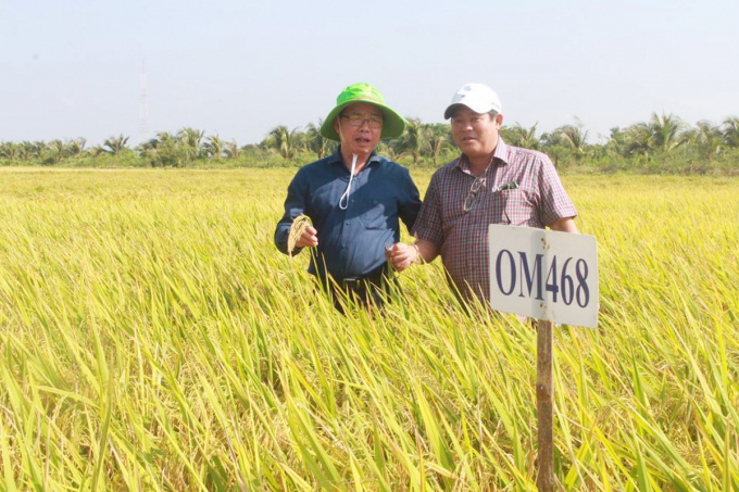 Giống lúa OM468 ở vụ đông xuân 2020-2021 sản xuất tại ĐBSCL đạt năng suất từ 9-10 tấn/ha (đối với lúa thu hoạch tại ruộng). Ảnh: Thanh Bình.