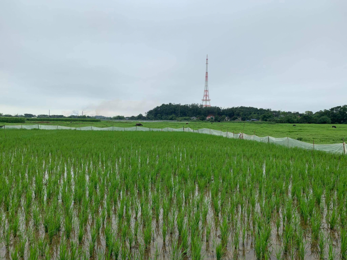 Nhà đầu tư 'khu đô thị mới phường Túc Duyên' có thể nhìn qua cánh đồng lúa để thấy Tháp truyền hình Trung tâm TP Thái nguyên.