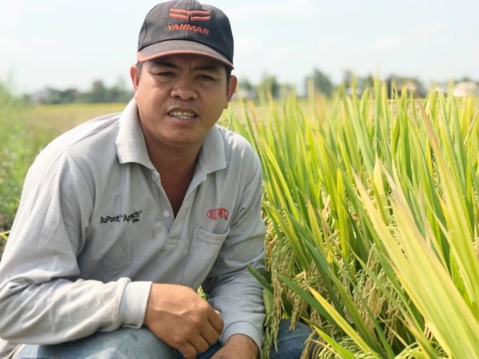 Dự án VnSAT góp phần tái cơ cấu thành công ngành hàng lúa gạo Việt Nam. Ảnh: Minh Đảm.