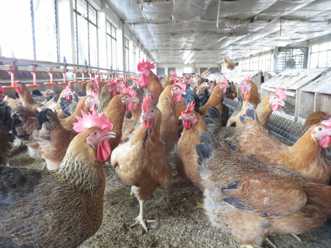 Từ giống gà nhập ngoại, Viện Chăn nuôi tạo ra nhiều giống gà nội có phẩm chất, năng suất tương tự giống gà nhập khẩu. Ảnh: VCN.