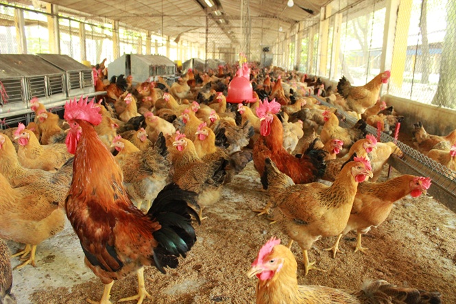 Chế phẩm probiotics BioSpring bổ sung vào thức ăn cho heo con hay gà thịt đã cải thiện được năng suất và hiệu quả chăn nuôi. Ảnh: MP.