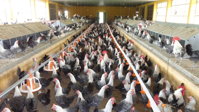 Tác giả Phùng Đức Tiến và cộng sự đã nuôi thích nghi và chọn lọc nâng cao được năng suất của giống gà Ai Cập trong điều kiện chăn nuôi của Việt Nam. Ảnh: VCN.