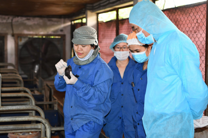 Lãnh đạo Bộ NN-PTNT kiểm tra đàn lợn ỉ nhân bản vô tính bằng phương pháp soma tai tại Viện Chăn nuôi. Ảnh: VCN.
