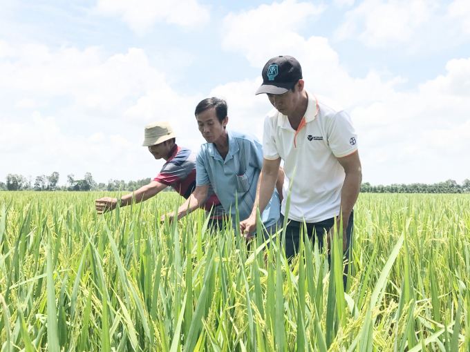 Nông dân HTX Mỹ Thành Bắc (huyện Cai Lậy) được tập huấn sản xuất lúa theo chương trình 3G3T và 1P5G. Ảnh: Minh Đảm.