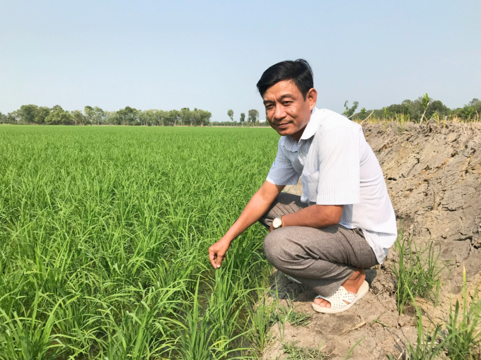 Ông Phan Văn Ngọc - PGĐ HTX DVNN Mỹ Quới cho biết từ những tập huấn sản xuất lúa tiên tiến của VNSAT thành viên HTX tự tiên sản xuất lúa công nghệ cao. Ảnh: Minh Đảm.