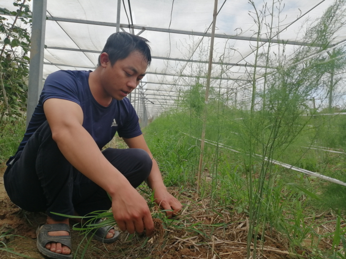 Số lượng HTX nông nghiệp tại Điện Biên đã tăng nhanh trong thời gian gần đây. Ảnh: Trung Quân.