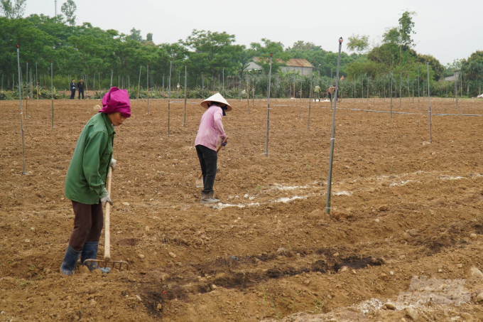 Nông dân huyện Cam Lộ làm đất trồng cây dược liệu an xoa. Ảnh: CĐ.