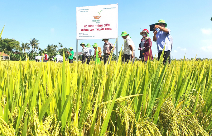 Giống lúa TBR97 chị hạn tốt, năng suất cao, sạch sâu bệnh được nông dân Bình Định mê tít. Ảnh: Đình Thung.