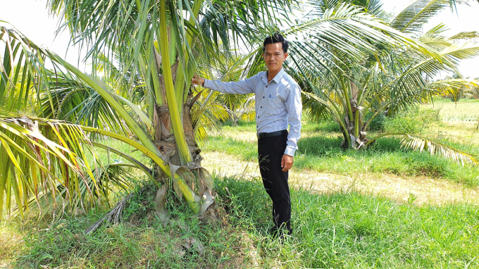 Cây dừa xiêm xanh đang phát triển rất tốt ở Tịnh Khê, kỳ vọng sẽ đem lại hiệu quả kinh tế cao cho người dân. Ảnh: L.K.