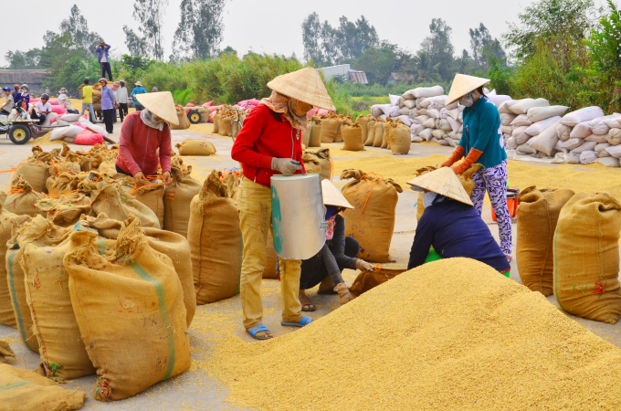 Để anh ninh lương thực không phải là ăn xổi ở thì mà dài lâu, nền nông nghiệp cần được chuyển hóa về bản chất. Ảnh: Lê Hoàng Vũ.